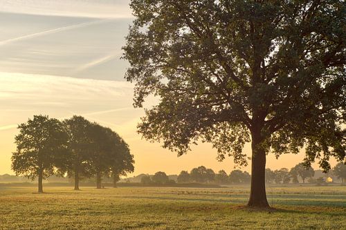 Zacht ochtendlicht over weilanden