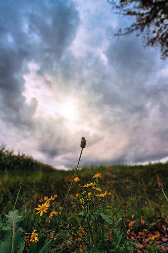 une fleur sur fond de nuages menaçants