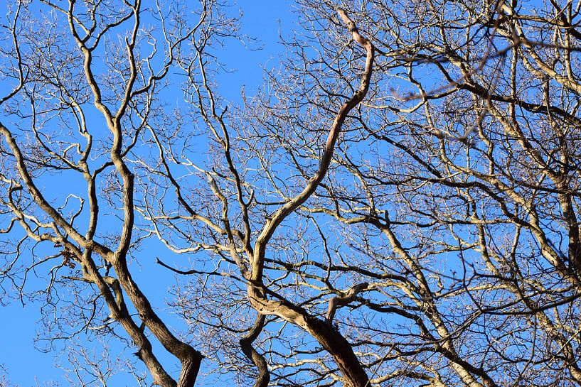Hemels Blauw von Chimzoe.