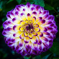 paars bloeiende dahlia