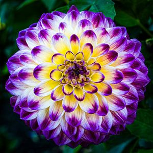 paars bloeiende dahlia van Dieter Walther