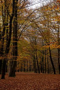 L'automne dans la forêt