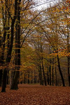 Herfst in Overijssel van Annemarie Goudswaard