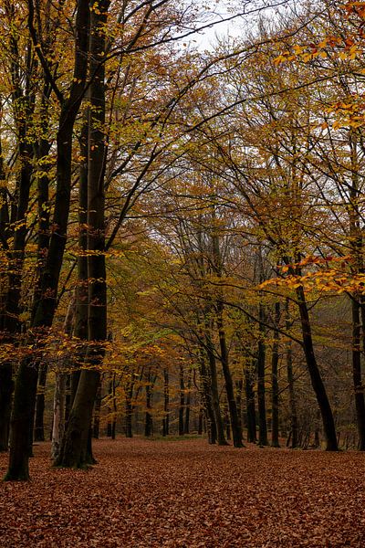 L'automne dans la forêt par Annemarie Goudswaard