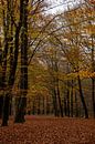 L'automne dans la forêt par Annemarie Goudswaard Aperçu