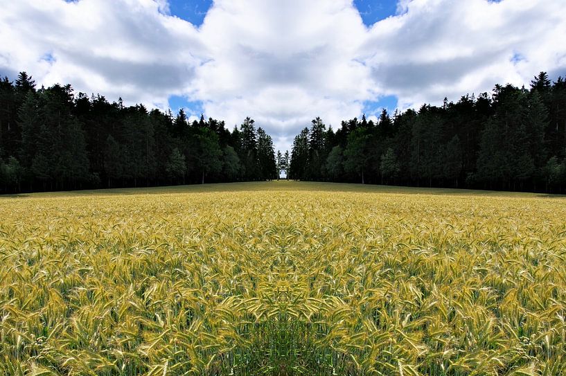 Crazy Cornfield van Daniel Dorst