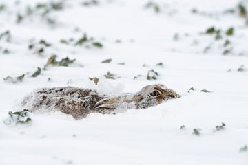 European Hare sheltering in a blizzard