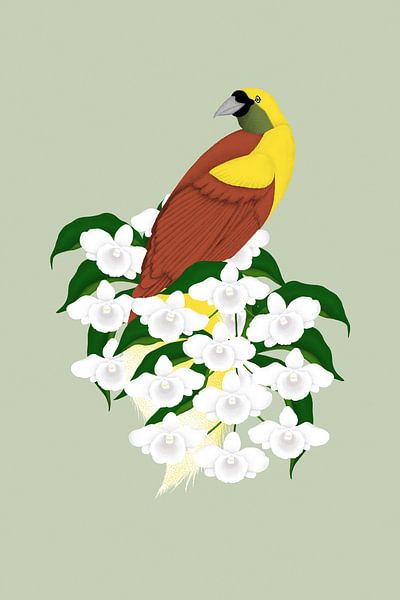Paradise Bird with White Orchids by Roy Patrick