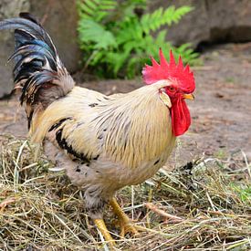 Spreewald rooster the boss by Ingo Laue