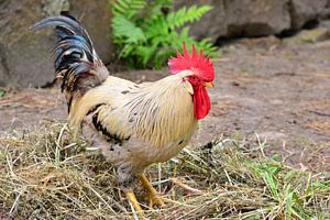 Spreewald-Hahn der Chef