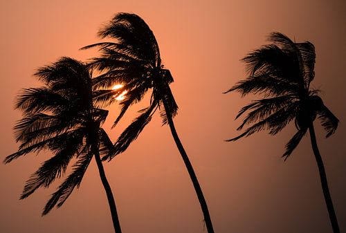 Palmwind