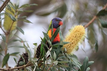 Rainbow Lorikeet, Queensland, Australie sur Frank Fichtmüller