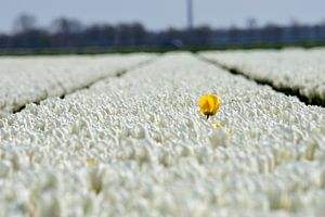 Eine gelbe Tulpe in einem weißen Tulpenfeld