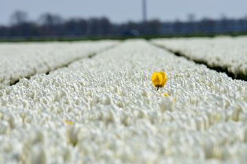 Een gele tulp in een witte tulpenveld van Gerard de Zwaan