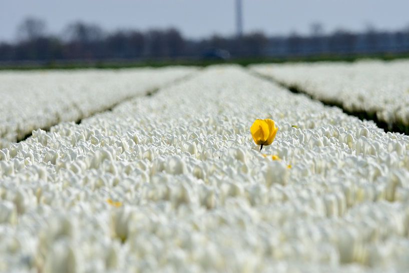 Een gele tulp in een witte tulpenveld van Gerard de Zwaan