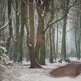 Schnee im Speulderbos von Nancy van Verseveld