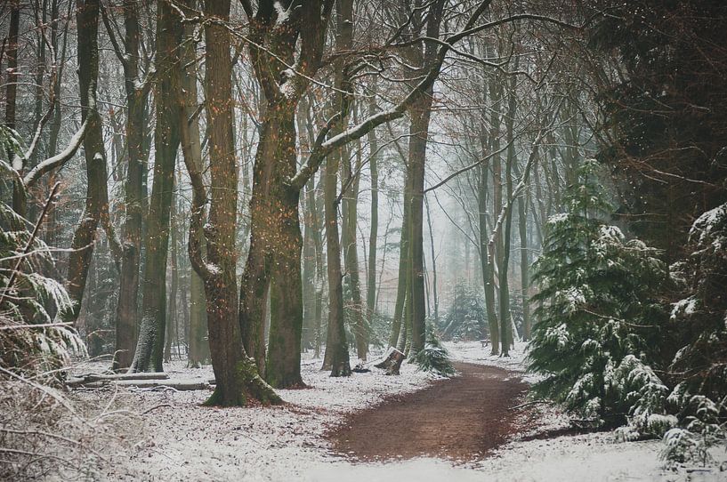 Sneeuw in het Speulderbos van Nancy van Verseveld
