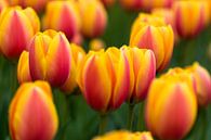 Tulpen in de Keukenhof van Ronne Vinkx thumbnail