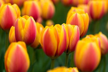 Tulpen in de Keukenhof van Ronne Vinkx