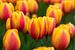 Tulpen in de Keukenhof von Ronne Vinkx