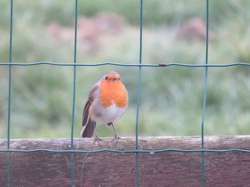 Roodborst