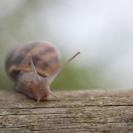 Snail on a rail von Lis Zandbergen