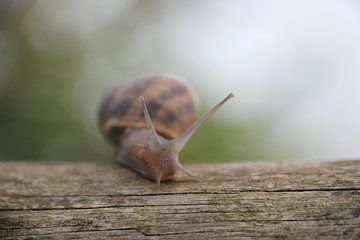 Snail on a rail van Lis Zandbergen