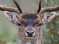 fallow deer