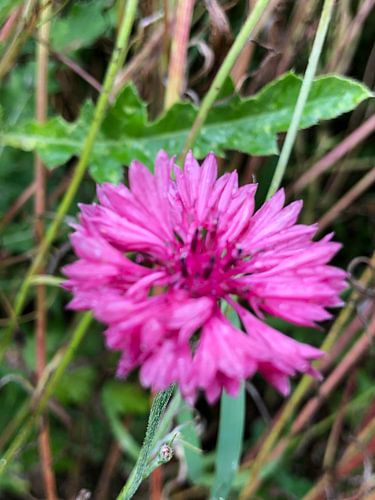 Korenbloem roze
