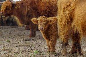 Hooglander sur Dirk van Egmond