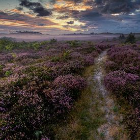 Heather with mist by peterheinspictures