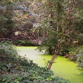 Sloot in Echobos Muiderberg von David van Coowijk