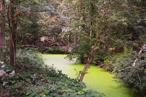 Sloot in Echobos Muiderberg