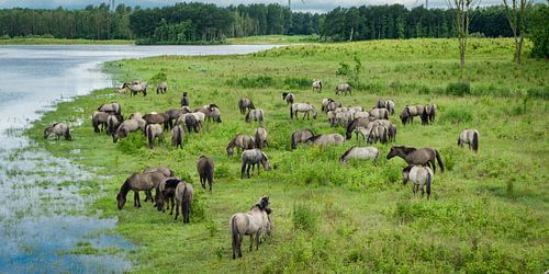 Konik kudde vanuit de hoogte