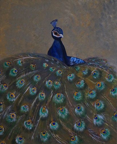 Großer Pfau