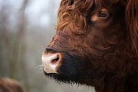 Portrait of Scottish Highlander