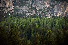 Mountain slope with pine trees by Karijn | Fine art Natuur en Reis Fotografie