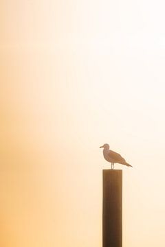 Seagull on breakwater by Thom Brouwer