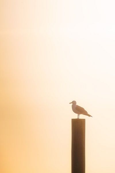Möwe auf Wellenbrecher von Thom Brouwer