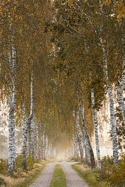 L'allée des bouleaux dorés en automne sur Cor de Hamer