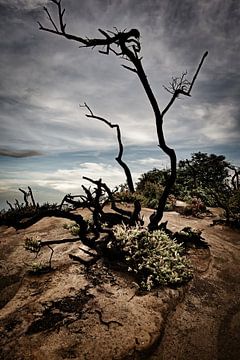 Arbre calciné dominant le ciel du Kawah Ijen