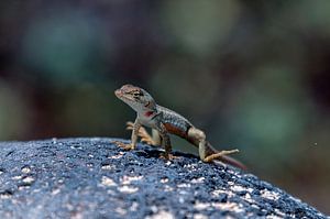 Bladvingergekko