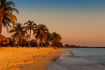 Les palmiers dans une lumière dorée