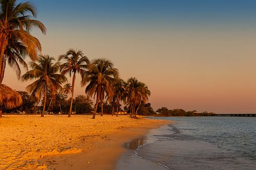 Palm trees in a golden glow