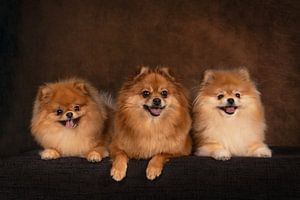 Pomeranian Portraitfoto