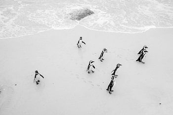 Pinguine am Boulders Beach in Schwarz und Weiß - Südafrika