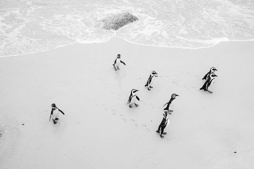Pingouins sur la plage de Boulders Beach en noir et blanc - Afrique du Sud par Suzanne Spijkers