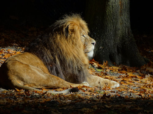 Leeuw in de herfst