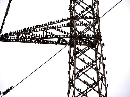 Beaucoup d'oiseaux, assis sur un poteau électrique.