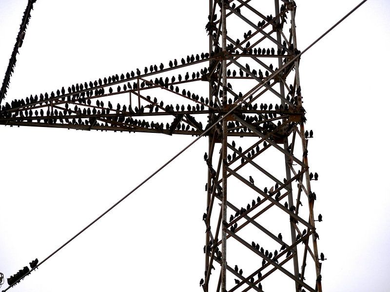 Lots of birds, sitting on a power pole by Judith van Wijk